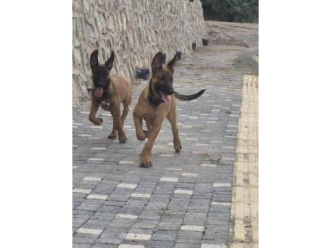 3 aylık eğitime hazır orijinal malinois köpekler