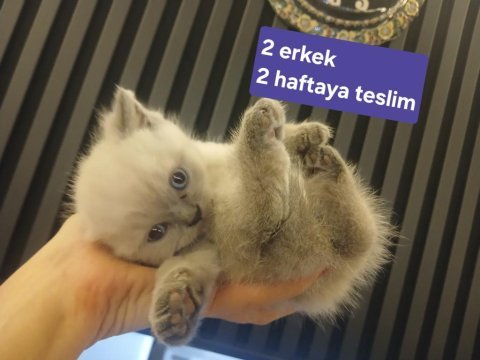 1.5 aydan 5 aylığa kadar sevimli kedilerimize yuva