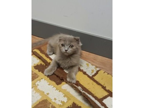 Yakışıklı scottish fold
