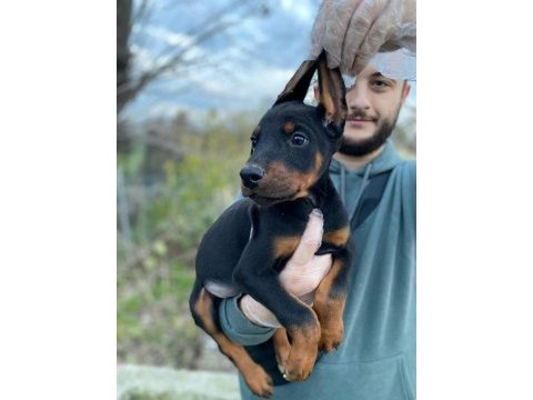 Asil bakışlı doberman yavrularım