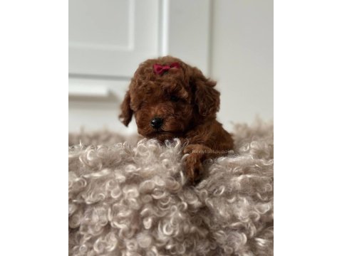 Toy poodle kg garantili yavrular sıfır numara