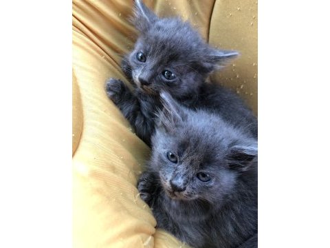 1 russian blue kedim kaldı onuda sahiplendirmek istiyorum