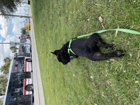 3,5 aylık french bulldog oğlumuzu sahiplendiriyoruz