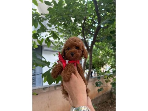 Toy poodle anne altından