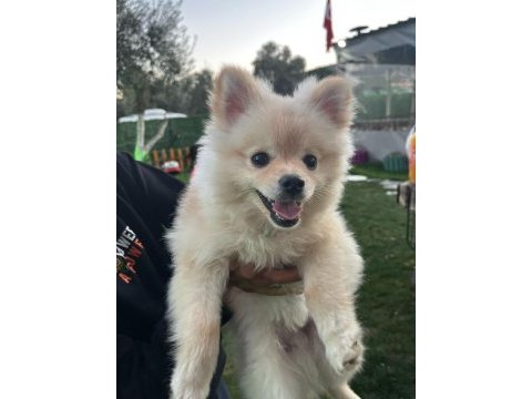 Pomeranian boo 9 aylık erkek