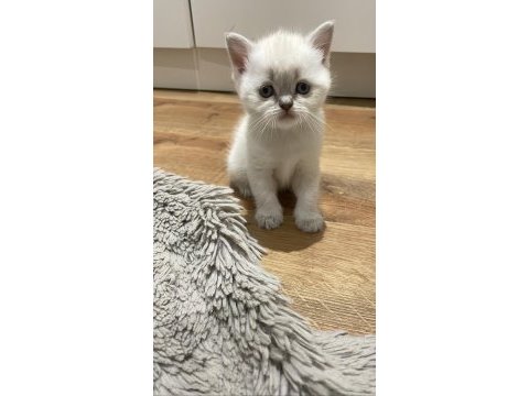 British shorthair blue point