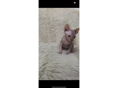 Nakedbeauty sphynx cattery