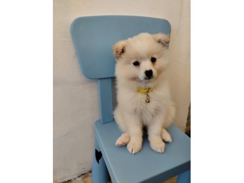 Pomeranian spitz