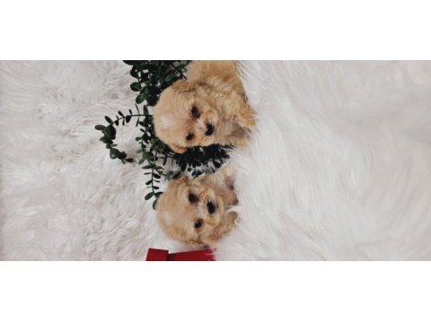 Maltipoo tecup