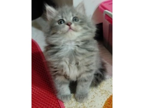 British longhair külkedisi prensesim