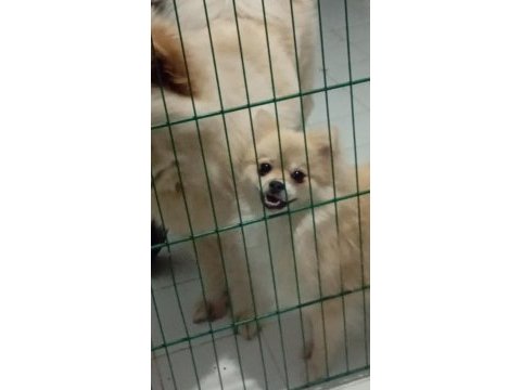 Aşılı eğitimli pomeranian kızımız yeni ailesini arıyor