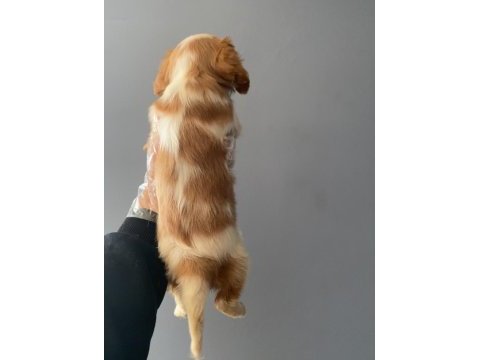 2 aylık cavalier king charles erkek yavru