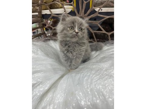 British-scottish longhair yavru kedilerimiz