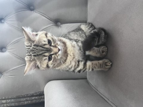 British shorthair golden tabby