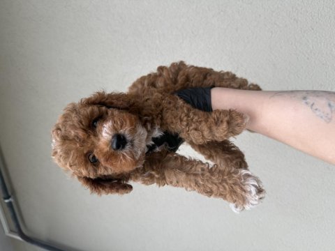 Toypoodle bebeklerim 
