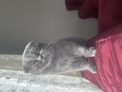 Scottish fold adana içine verilir