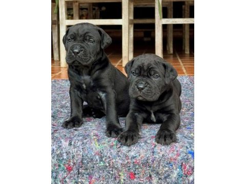 Gece gibi siyah cane corso yavrular geleceğin devleri