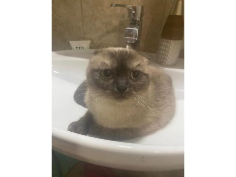 Scottish fold 2 yaşında