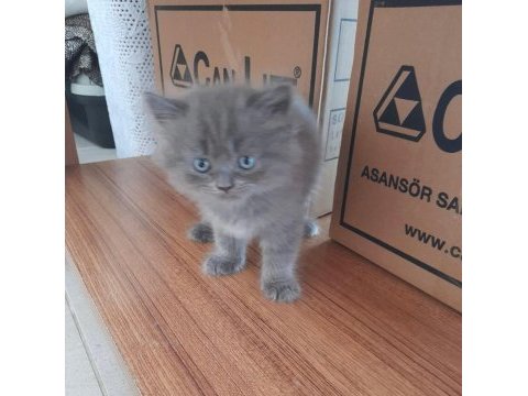 Safkan ayı surat babadan erkek british longhair yavru