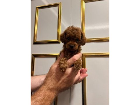 Kucuk sevımlı mınık köpekler