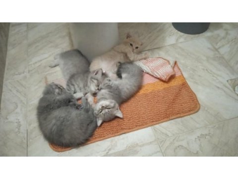 British shorthair silver kedilerimiz sizleri bekliyor