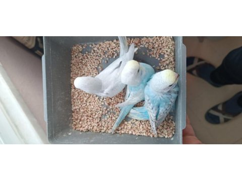 Yeni yeme düşmüş muhabbet kuşu yavrular