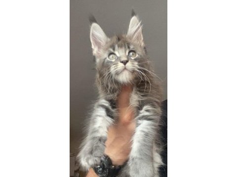 Xxxl erkek ufak vaşak gibi maine coon