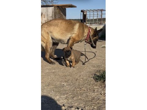 Erkek belçika malinois yavrumuz