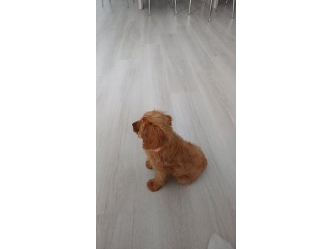 Sahibinden poodle yavrumuzdan ayrılmak zorundayız