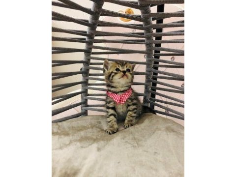 British shorthair yavru kedilerimiz yeni evlerini arıyorlar