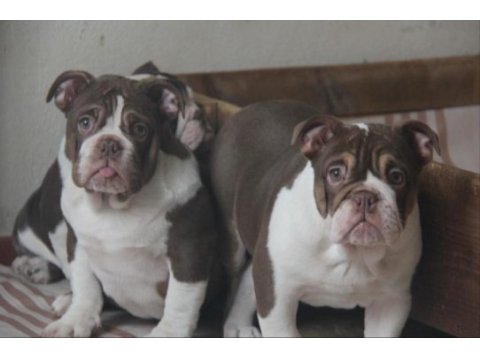 Chocolate english bulldog a kaliteli bebekler