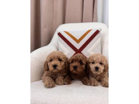 Minik maltipoo köpeklerim