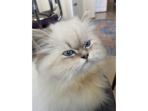 British longhair lynx point dişi
