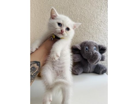 British shorthair beyaz yavru