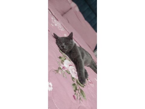Oyun arkadaşı british shorthair