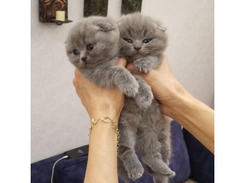 Scottish fold yavrular