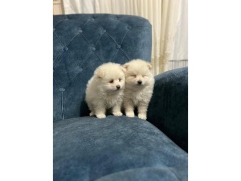 Oyuncak pomeranian bebek ayarında yavrularımız