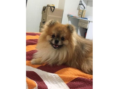 13 aylık pomeranian
