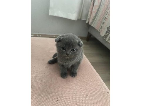 British shorthair scottish fold yavruları