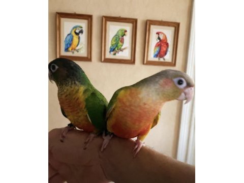 Pineaple hıgh red conure bebek