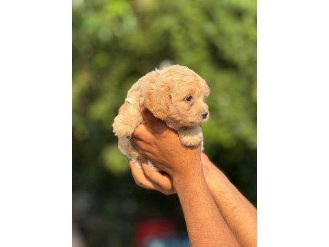Aşılı çiş eğitimli maltipoo bebekler 