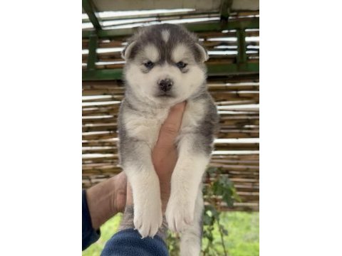 Renk dağılımı mükemmel husky bebeklerim
