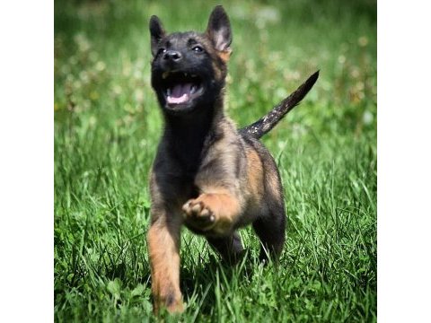 Anatomi harikası malinois belçika kurdu