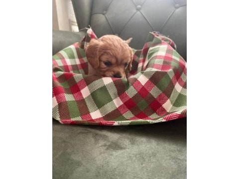 Safkan cavapoo yavrular