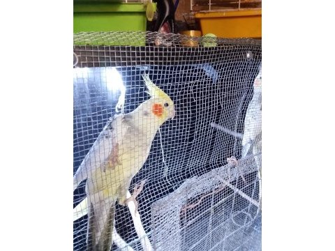 Damızlık çift sultan papağanı