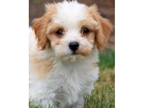 Morkie yavrularımız kahverengi beyaz