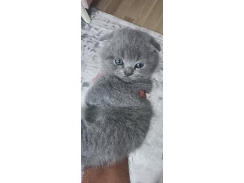 Yavru scottish fold kedimiz