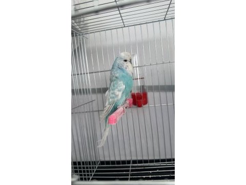 Jumbo muhabbet kuşları takım