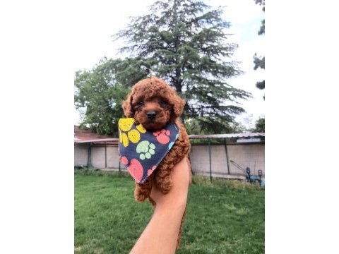 Orjinal toy ve minyatür toy poodle köpeği