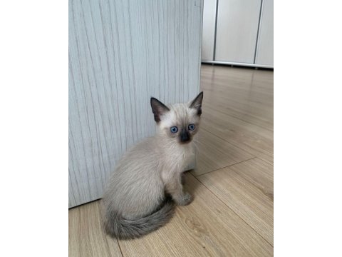 Siyam kedisi mavi göz orjinal canlı gelip bakabilirsiniz